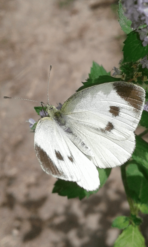 Pieris mannii (Pieridae)? - S